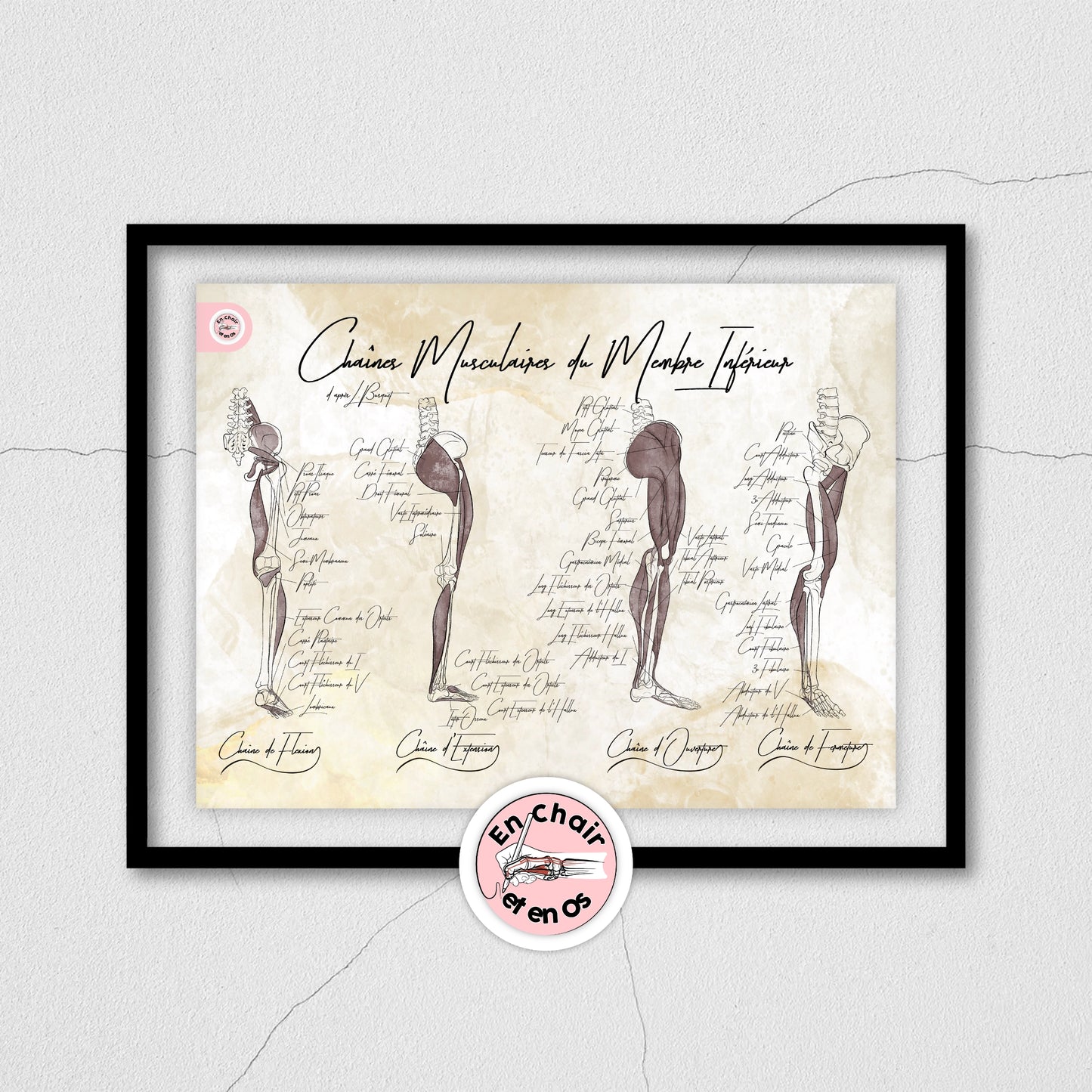 Lot des posters des chaînes musculaires de Busquet