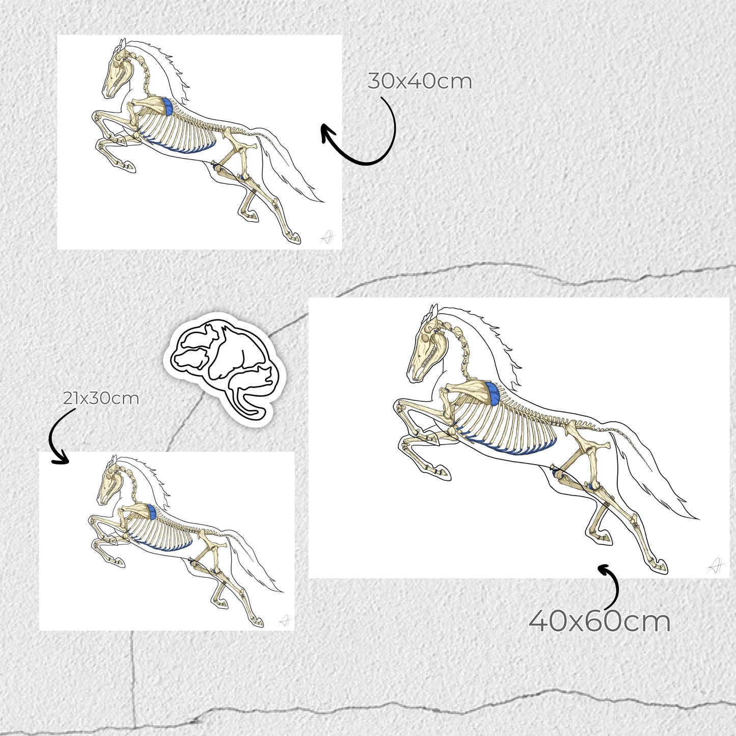 Ostéologie Équine - planche anatomique du cheval par Animal'Interest