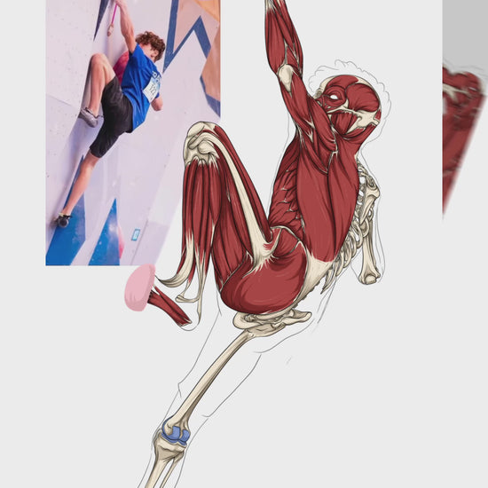anatomie escalade