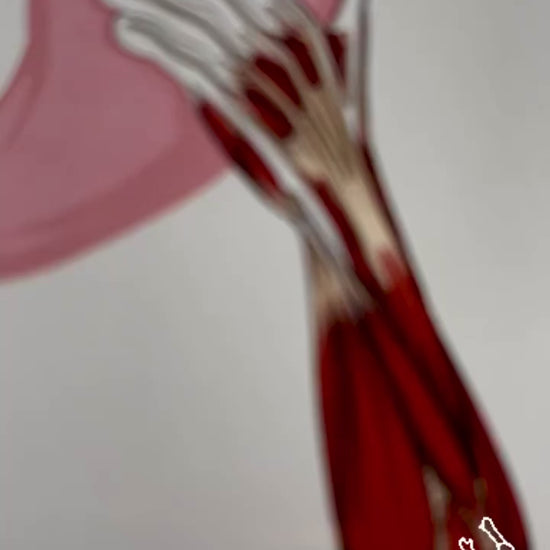 anatomie escalade